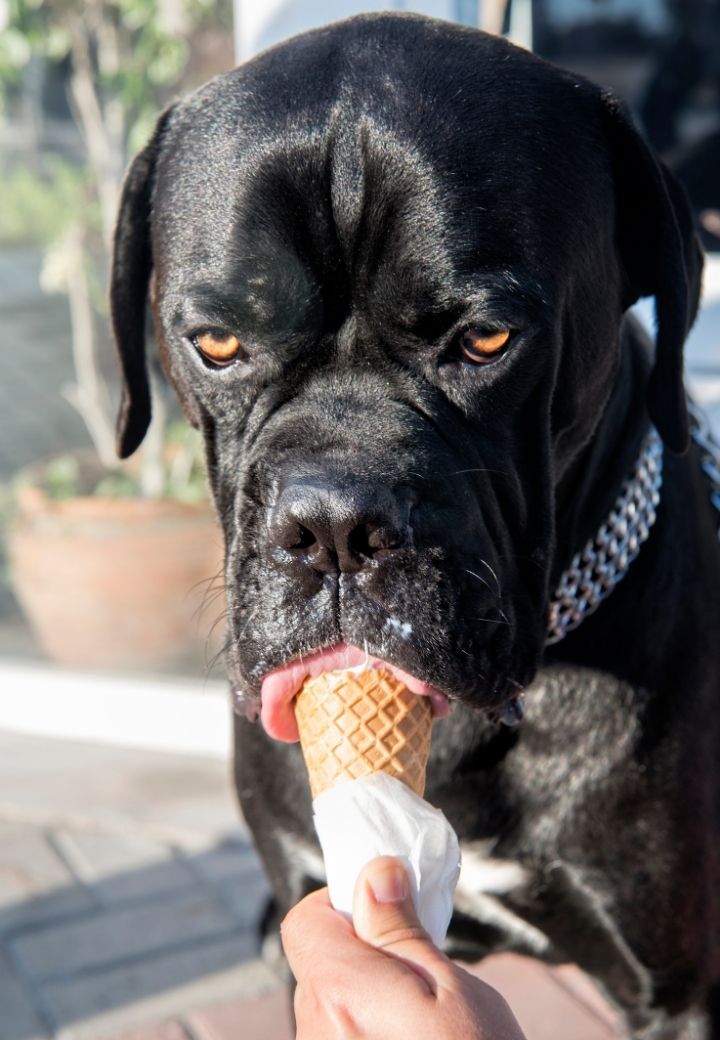 Understanding Diabetes in Pets: Expert Care from Your Veterinarian in St. Charles